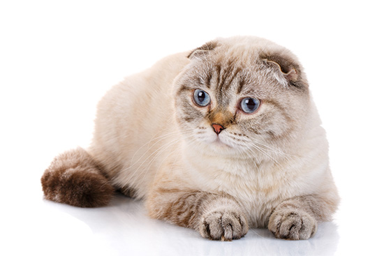 Como es el Gato Scottish Fold