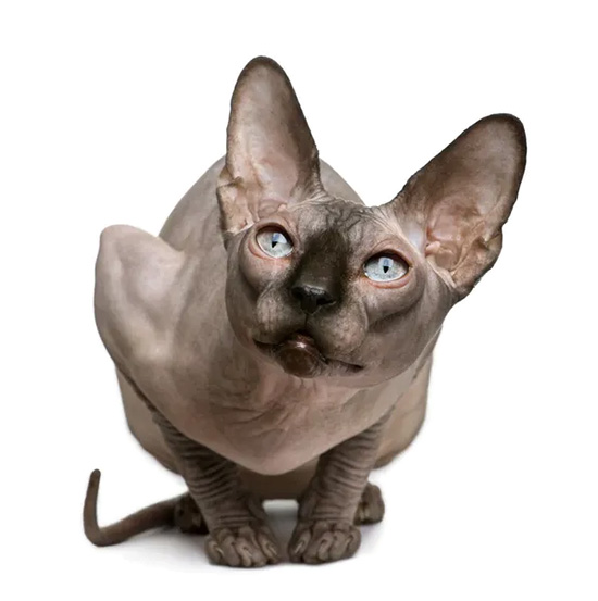Como es el gato Sphynx