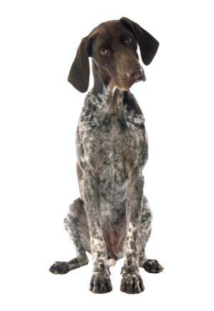 Hungarian Vizla