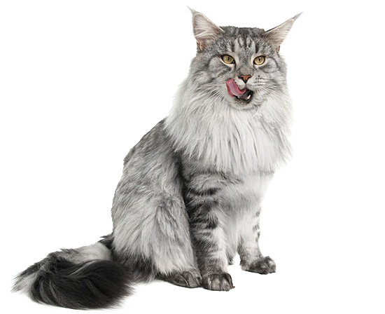 Como es el gato Maine Coon