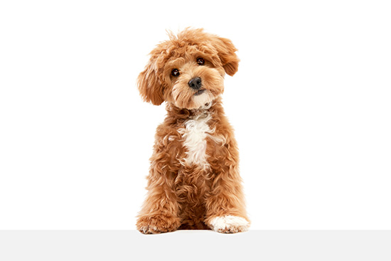 caracteristicas del Maltipoo