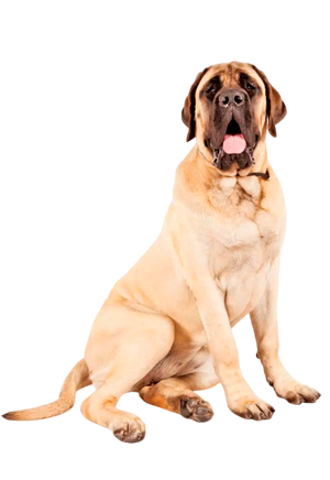 Mastiff