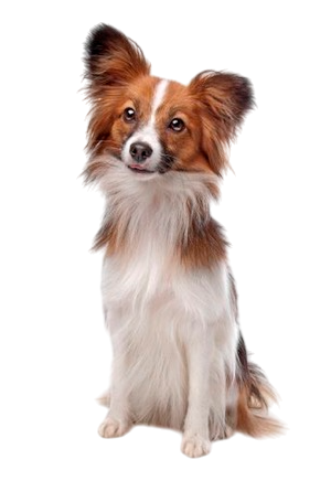 Papillon