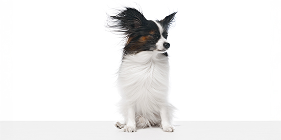 chihuahua higiene