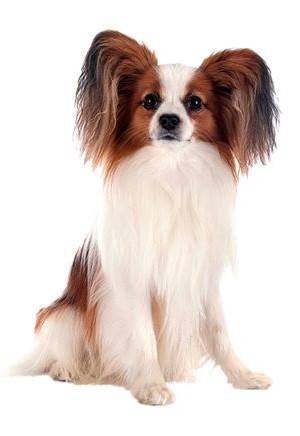 Papillon