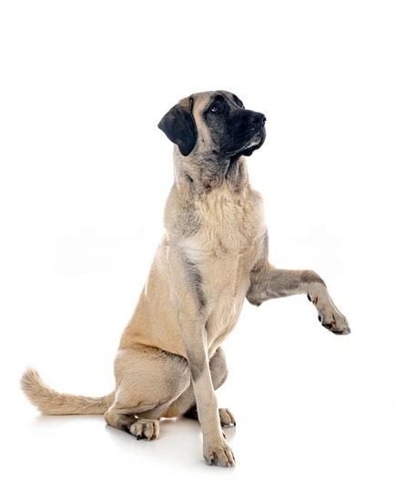 caracteristicas del Chihuahua