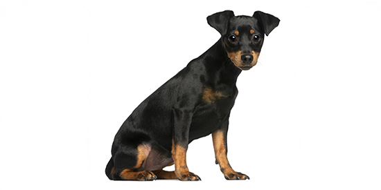 chihuahua cepillado y corte