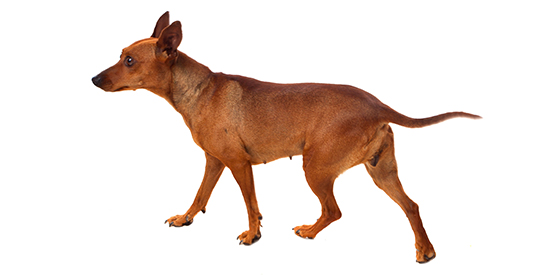 chihuahua baño