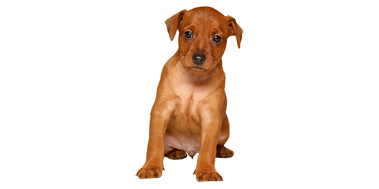 chihuahua higiene