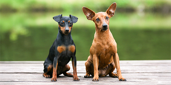 caracteristicas del Chihuahua