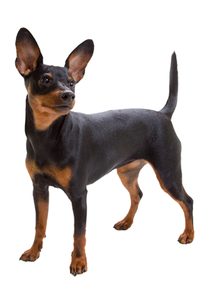 Pinscher
