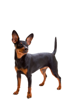 Pinscher
