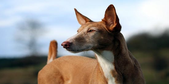jack russell pelo duro higiene