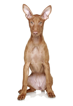 Podenco Podenco