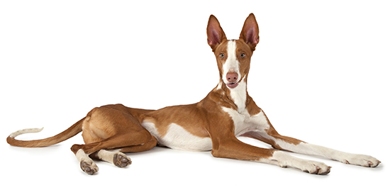 caracteristicas del Chihuahua