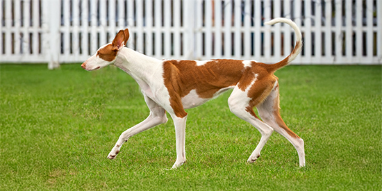 chihuahua baño