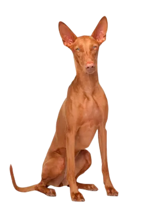Podenco