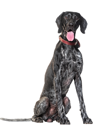 Pointer