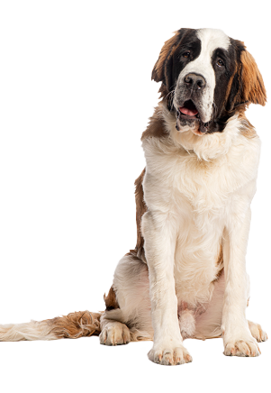 Saint Bernard