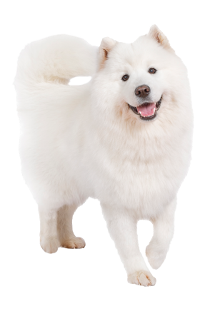 Samoyed