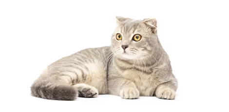 chihuahua cepillado y corte