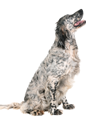 Setter Inglés