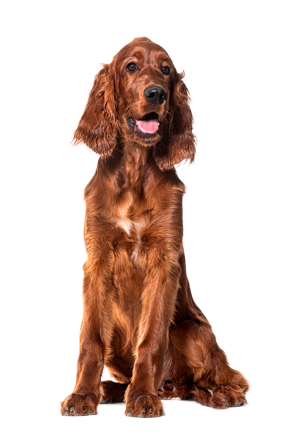 Setter Irland&eacute;s