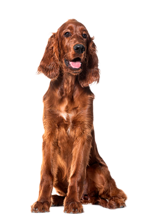 Setter Irland&eacute;s