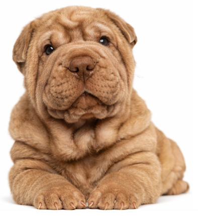 Shar Pei Como es