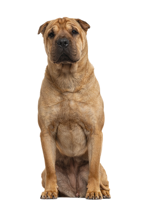 Shar Pei