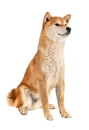 Shiba Inu Shiba Inu