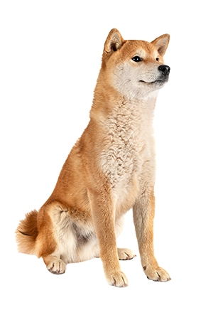 Shiba Inu