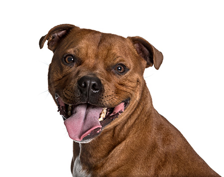 American Staffordshire higiene