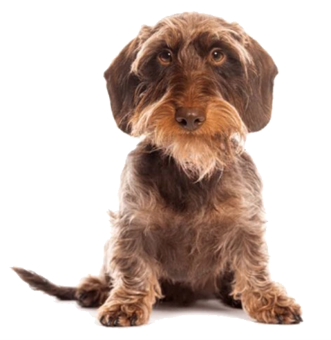 teckel cepillado y corte