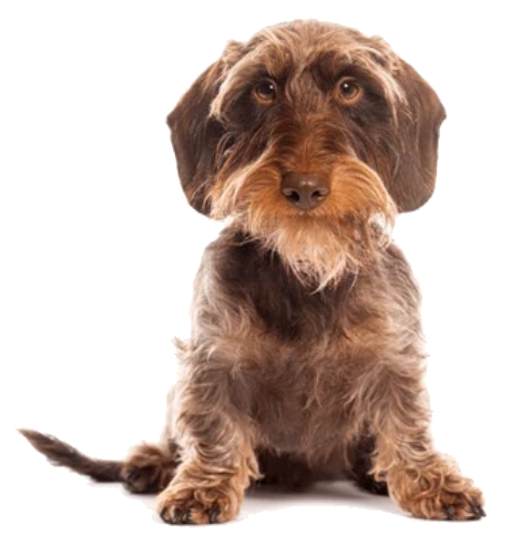 teckel cepillado y corte