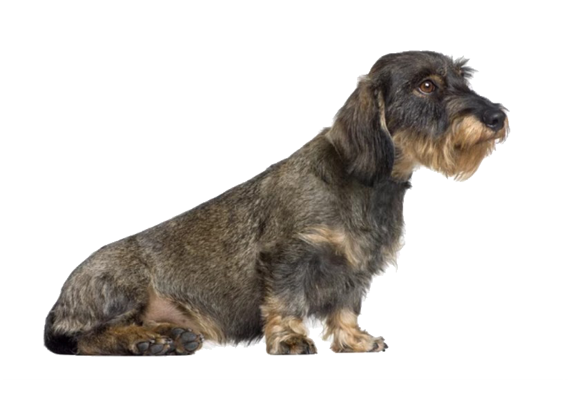 teckel pelo duro baño