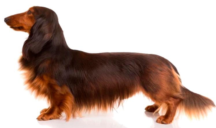 teckel cepillado y corte