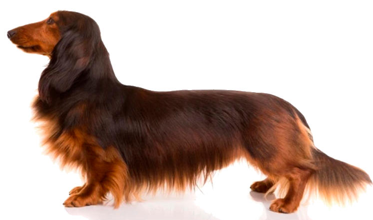 teckel cepillado y corte