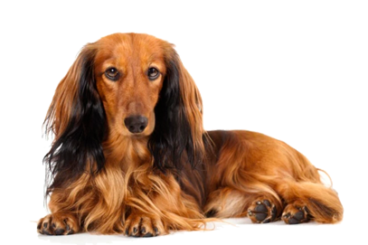 caracter&iacute;sticas del Teckel