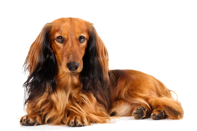 caracter&iacute;sticas del Teckel