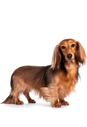 Dachshund, Long-haired