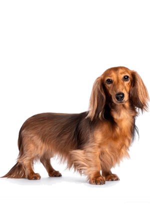 Dachshund, Long haired