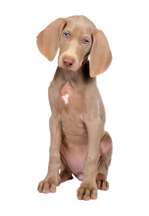 Weimaraner