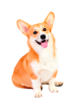 Welsh Corgi