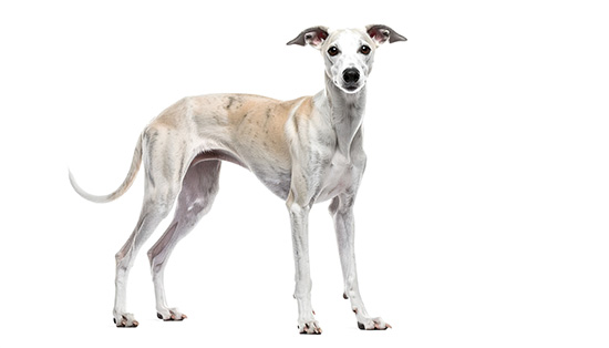 whippet_cepillado
