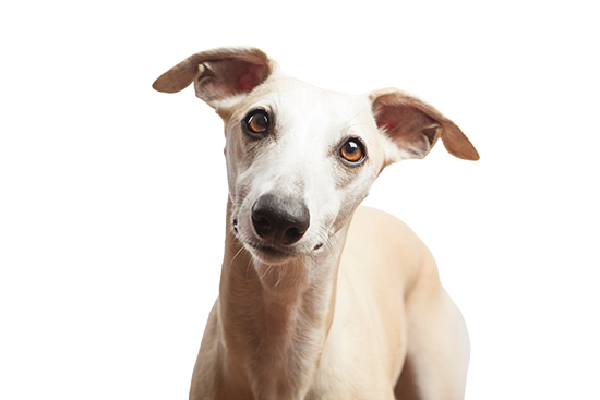 caracter&iacute;sticas del whippet