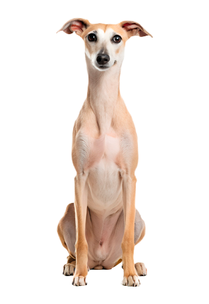 Whippet