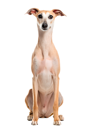 Whippet